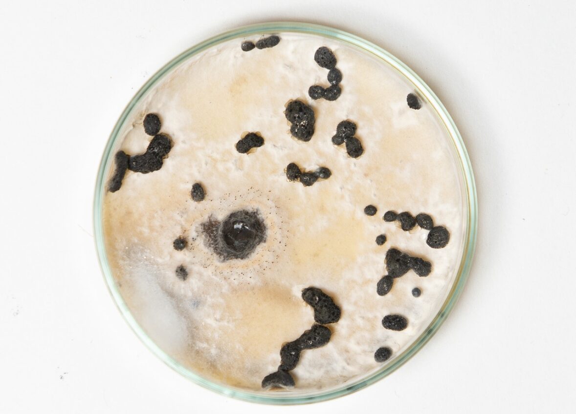 Як довго триває аналіз?