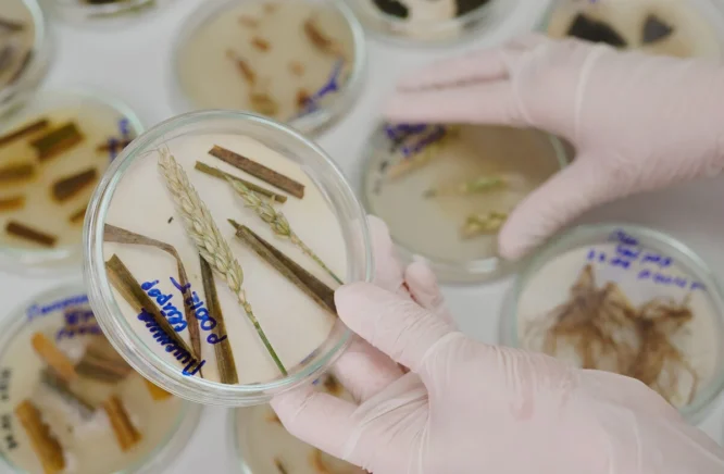 Хвороби озимої пшениці в осінньо-зимовий період та навесні