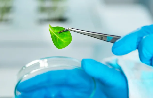 Роль азоту в живленні рослин і збереженні врожайності