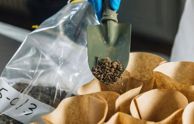 Що таке гумус: склад і вплив на родючість ґрунту