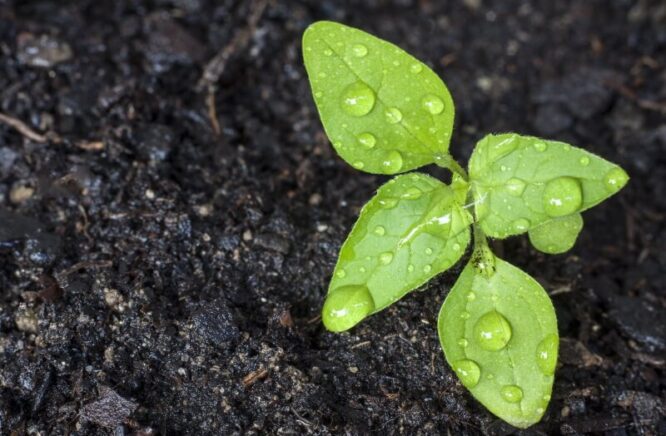 How to Determine Soil Moisture: Methods and Optimal Values