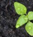 How to Determine Soil Moisture: Methods and Optimal Values